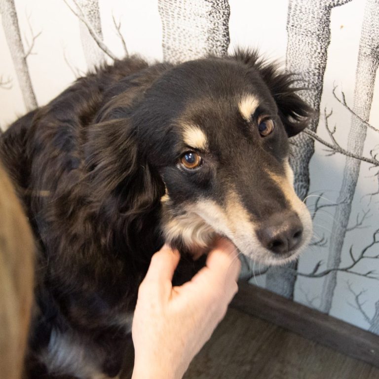 Als ausgebildete Tierheilpraktikerin unterstütze ich Tierhalter mit meiner mobilen Praxis Als ausgebildete Tierheilpraktikerin unterstütze ich Tierhalter mit meiner mobilen Praxis